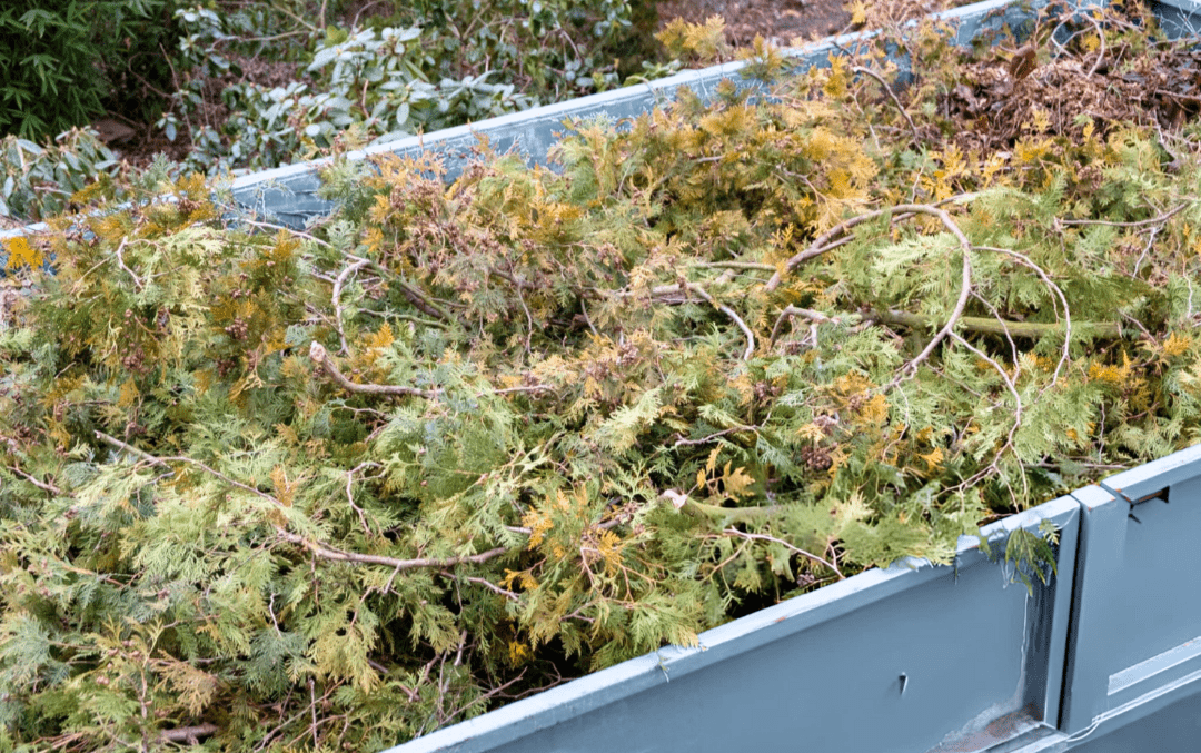 Best Dumpster Sizes for Yard Waste in Central Florida